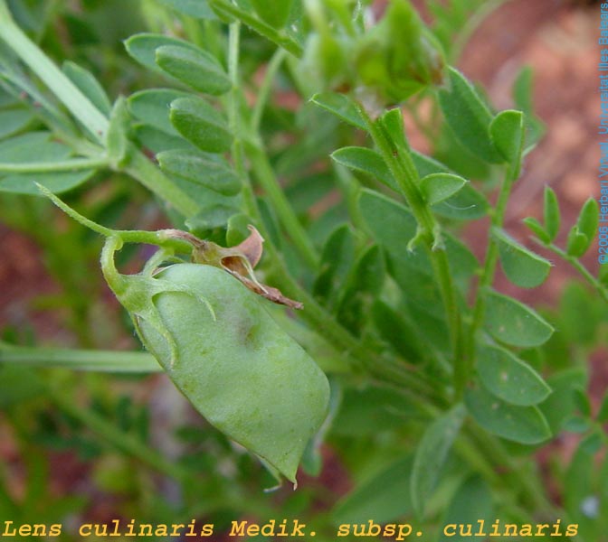 Lens culinaris Medic